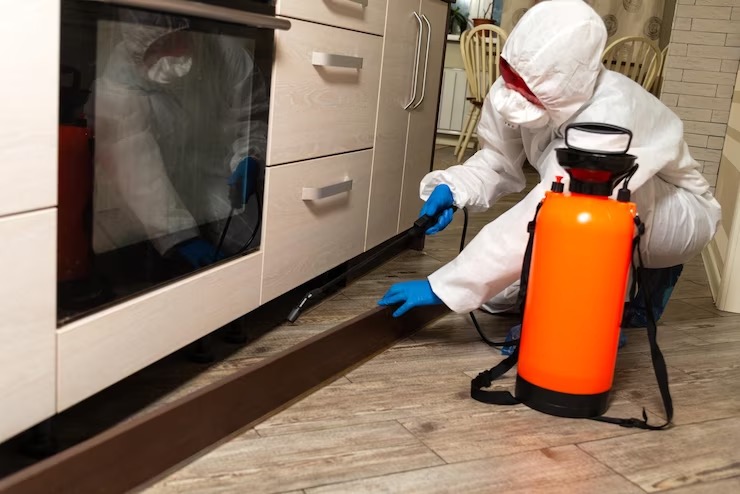 Spider Control service by All Out Pest Control
