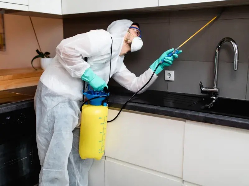 Wood Borer Control service by All Out Pest Control